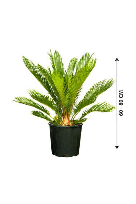 Sago Palm  - Cycas Revoluta - Sago Palm  - Cycas Revoluta - Plantsworld.ae