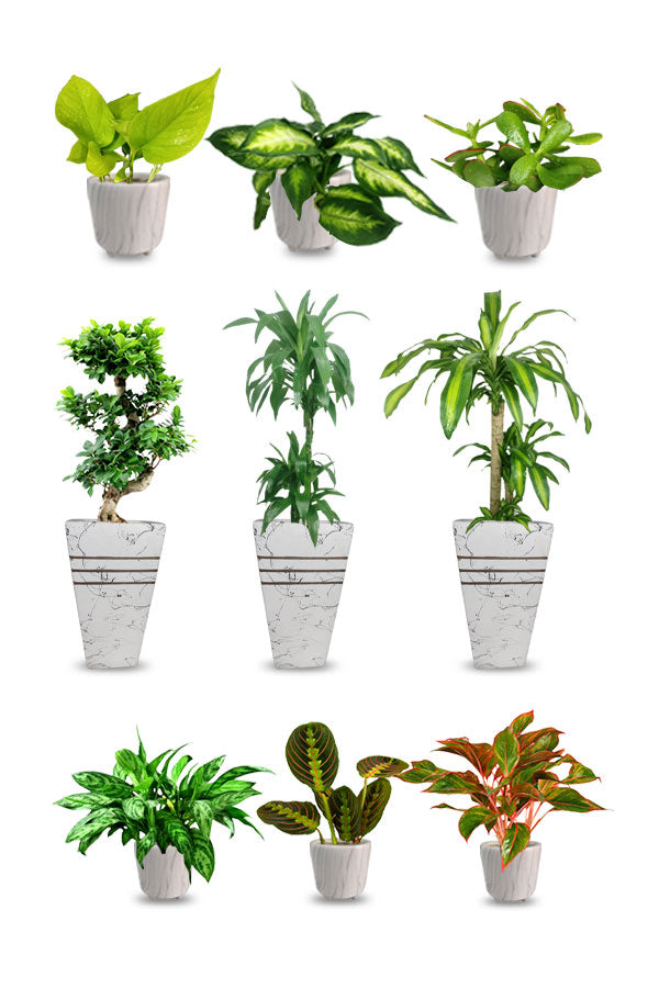 Golden Combo Package-Saloon & Spa