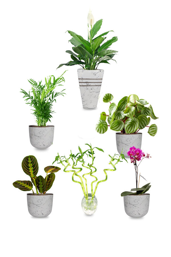 Premium Combo Package-Saloon & Spa