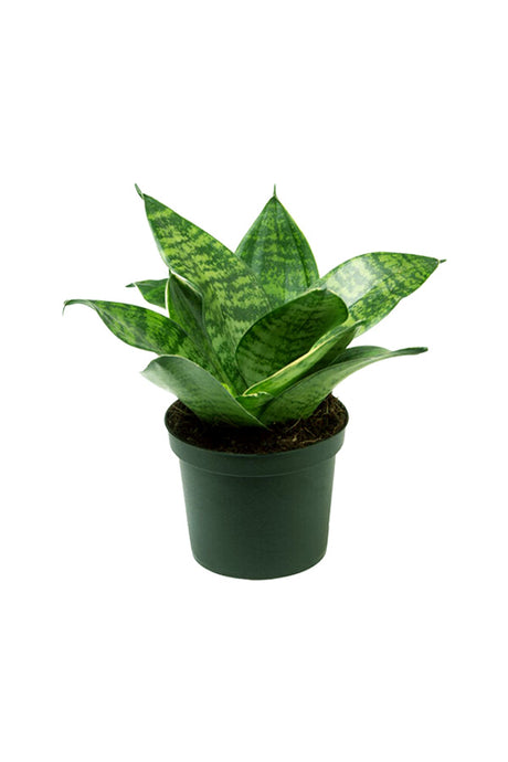 Sansevieria Mini - Dracaena Trifasciata