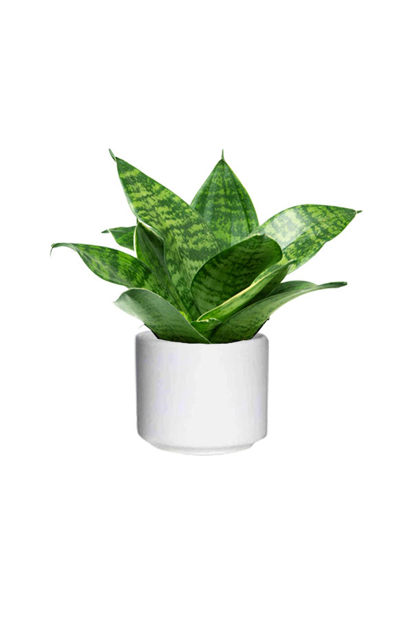 Sansevieria Mini (Dracaena Trifasciata) indoor plant with upright sword-like leaves in a minimalist pot.