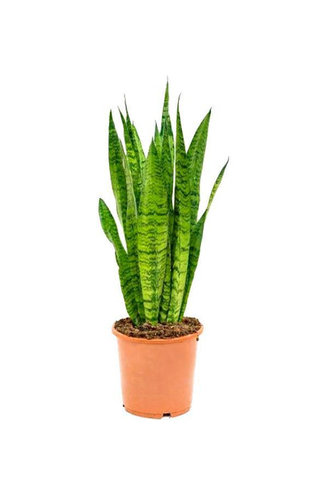 Sansevieria Zeylanica-Snake plant - Plantsworld.ae - {{ varient.name }}