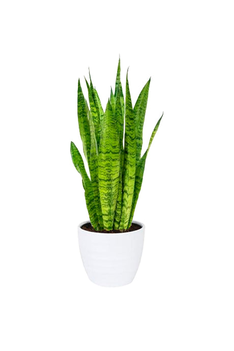 Sansevieria Zeylanica (Snake Plant) in a White Ceramic Pot - Air Purifying and Low Maintenance