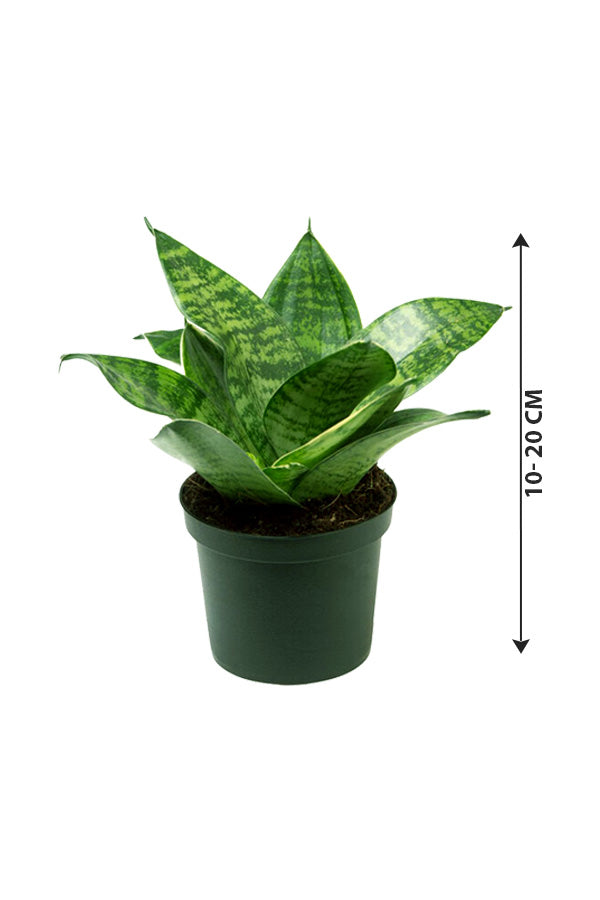 Sansevieria Mini - Dracaena Trifasciata
