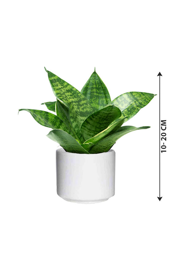 Sansevieria Mini - Dracaena Trifasciata