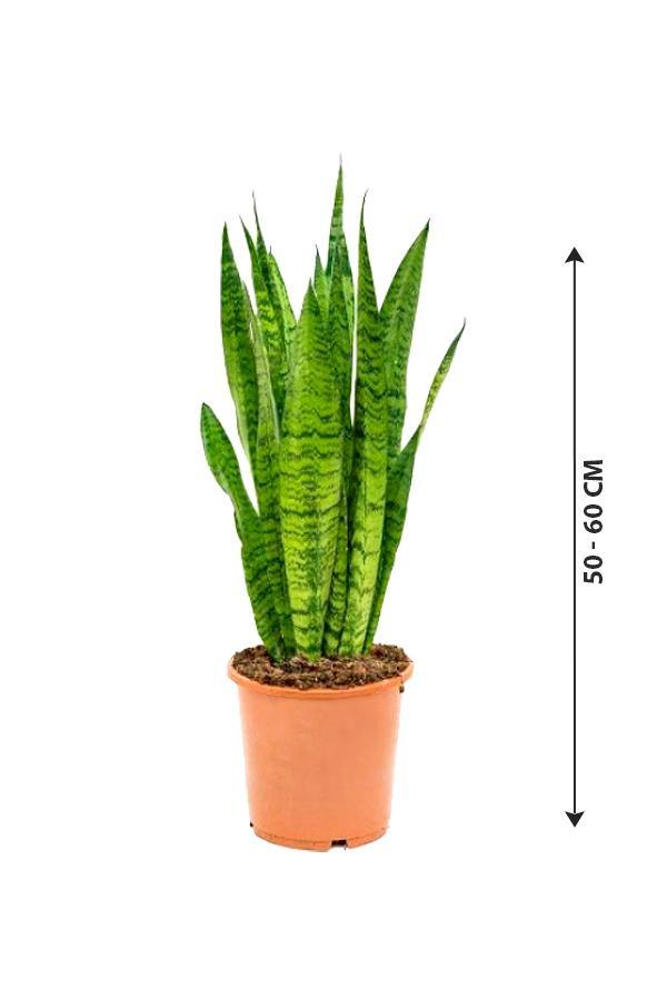 Sansevieria Zeylanica-Snake plant - Plantsworld.ae - {{ varient.name }}
