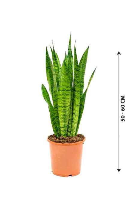 Sansevieria Zeylanica-Snake plant - Plantsworld.ae - {{ varient.name }}