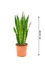 Sansevieria Zeylanica-Snake plant - Plantsworld.ae - {{ varient.name }}
