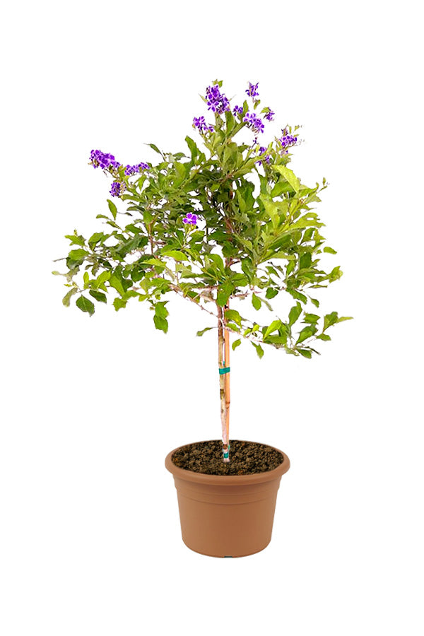 Sapphire Showers (Duranta Erecta) Outdoor Flowering Plant with Purple Blooms - Plantsworld UAE