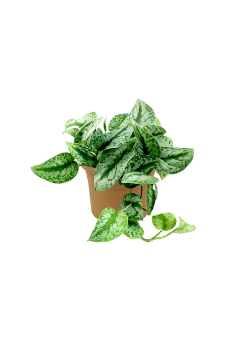 Satin Pothos - Money Plant