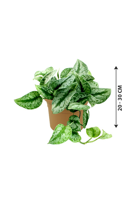 Satin Pothos - Money Plant