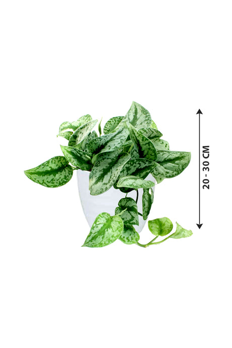 Satin Pothos - Money Plant