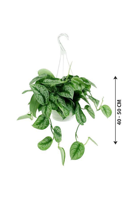 Satin Pothos Hanging-money plant - Plantsworld.ae - {{ varient.name }}