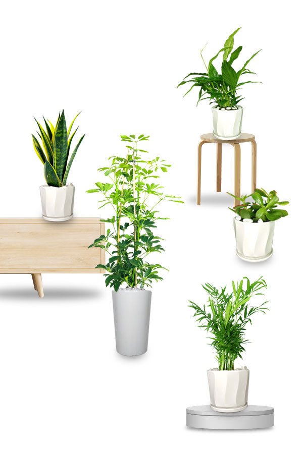 Titanium Office Combo Package