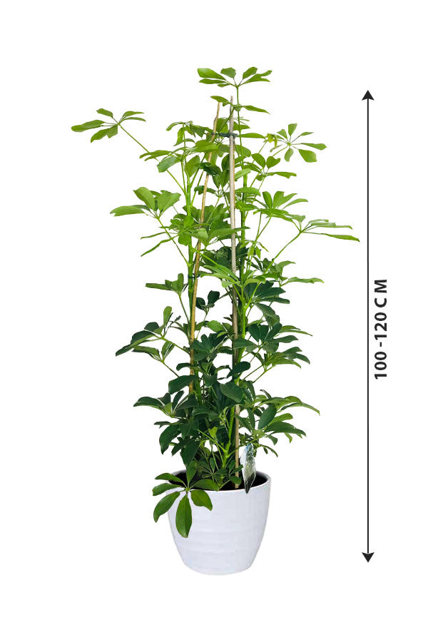 Schefflera Arboricola - Araliaceae Plants - Tree Plant