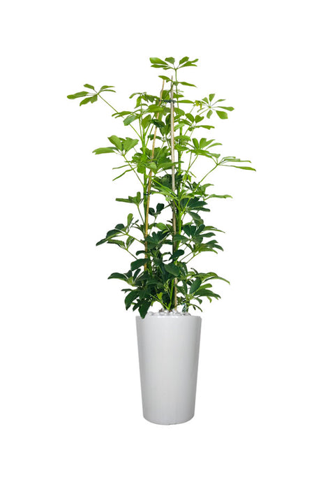 Schefflera Arboricola - Office Plant with glossy dark green leaves in a modern pot, ideal for office spaces.