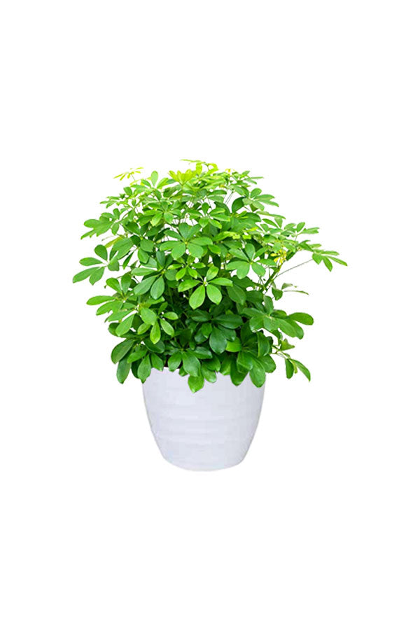 Schefflera Arboricola - Araliaceae Tree Plant with glossy green leaves in a white ceramic pot.