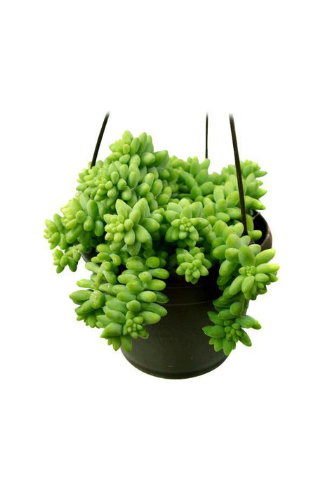 Sedum Burrito - Hanging Pot-Burros Tail-Sedum Morganianum - Plantsworld.ae - {{ varient.name }}