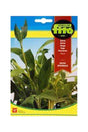 Fito - Seed Salvia (2 g) - Premium Salvia Herb Seeds for UAE Gardens