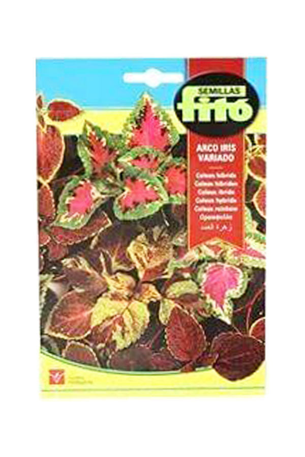 Fito Semillas Coleus Rainbow Mix Seeds - Vibrant Coleus Plants for Garden | Plantsworld.ae