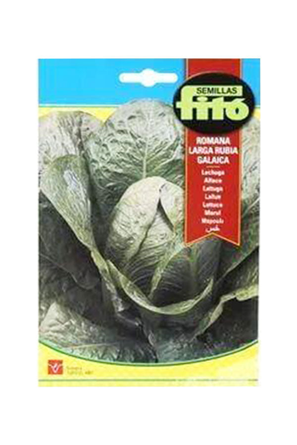 Fito - Semillas Lettuce Romana Larga Rubia Galacia (8 gm) seeds for fresh, crisp lettuce available at Plantsworld.ae