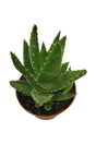 Short-Lived Aloe (Aloe Brevifolia) Succulent in ceramic pot