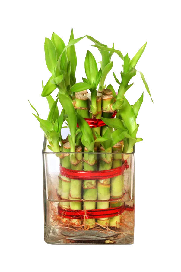 Friendship Day Gift- Lucky Bamboo with Chocolate