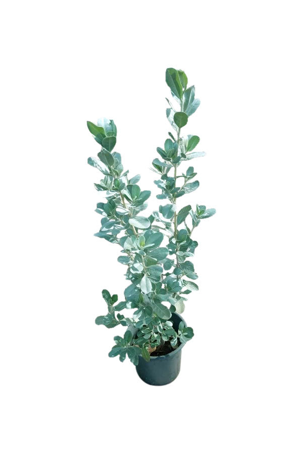 Silver Damas (Conocarpus Erectus) Shrub with Silvery Green Foliage - Plantsworld UAE