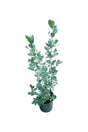 Silver Damas (Conocarpus Erectus) Shrub with Silvery Green Foliage - Plantsworld UAE