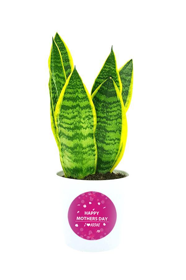 Snake Plant in  a white pot customized with Mothers Day Greetings
