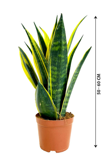 Snake Plant - Sansevieria Indoor Plant