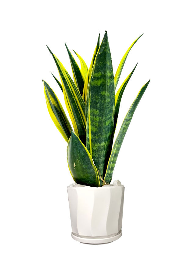 Golden Flame - Office Table Top Plant