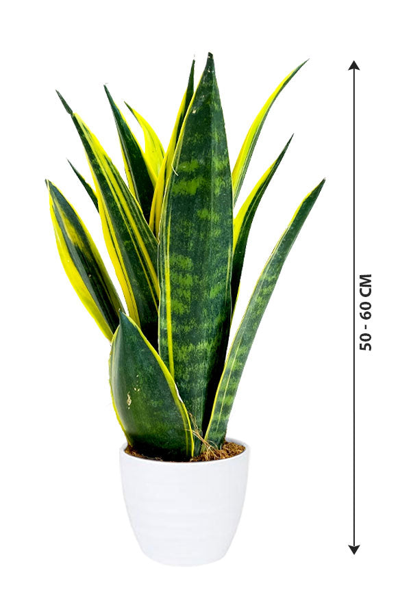 Snake Plant - Sansevieria Indoor Plant