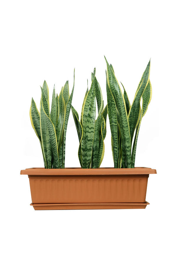 Snake Plant Indoor In Rectangular Pot