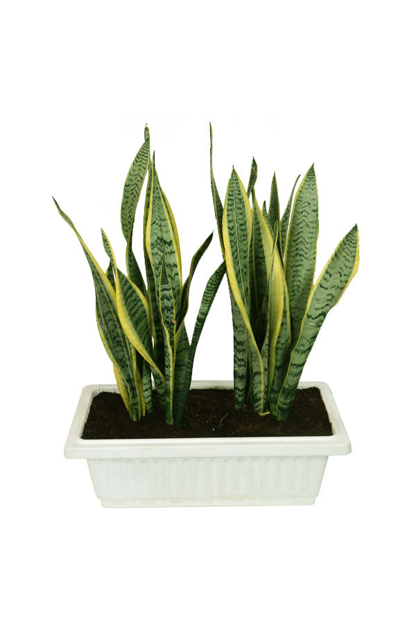 Snake Plant Indoor in Rectangular Pot with tall upright leaves, perfect for modern home and office décor.