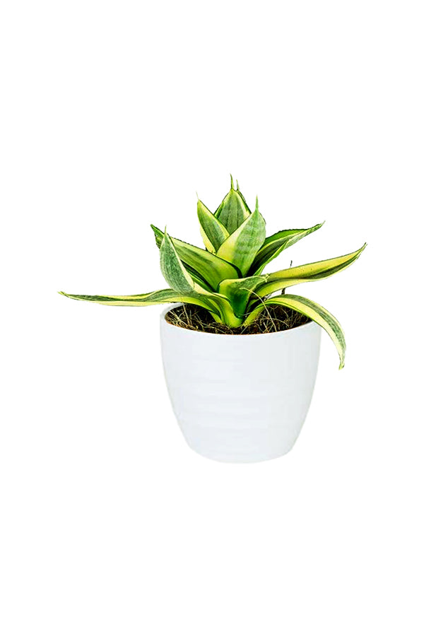 Snake Plant Mini (Sansevieria) in White Ceramic Pot – Stylish and Air-Purifying Indoor Plant