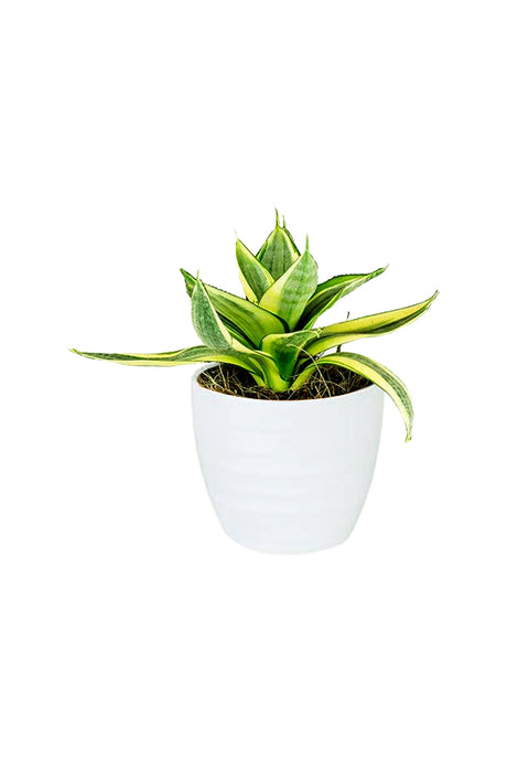 Snake Plant Mini (Sansevieria) in White Ceramic Pot – Stylish and Air-Purifying Indoor Plant