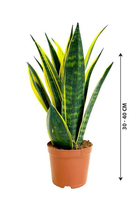 Snake Plant - Golden Flame - Snake Plant - Golden Flame - Plantsworld.ae