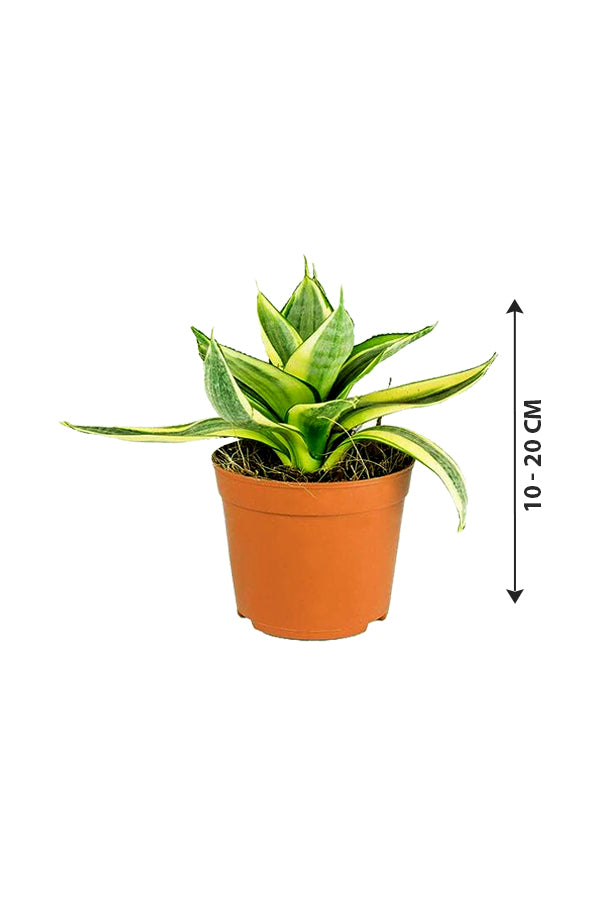 Snake Plant Mini - Sansevieria