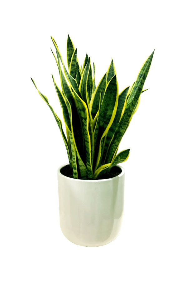 Snake Plant Bushy in Ceramic Pot with upright, thick leaves, perfect for modern home and office décor.