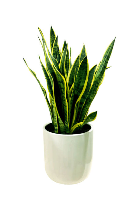 Snake Plant Bushy in Ceramic Pot with upright, thick leaves, perfect for modern home and office décor.