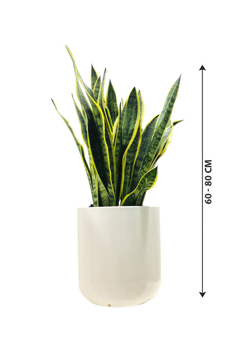 Snake Plant Bushy In Ceramic Pot