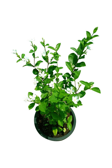 Snowflake - Leucojum vernum Outdoor Flowering Plant with White Bell-Shaped Flowers