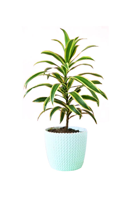 Anniversary Gift Plant-Song Of India In Design Pot