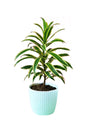 Song of India plant in a designer pot - perfect anniversary gift at Plantsworld.ae