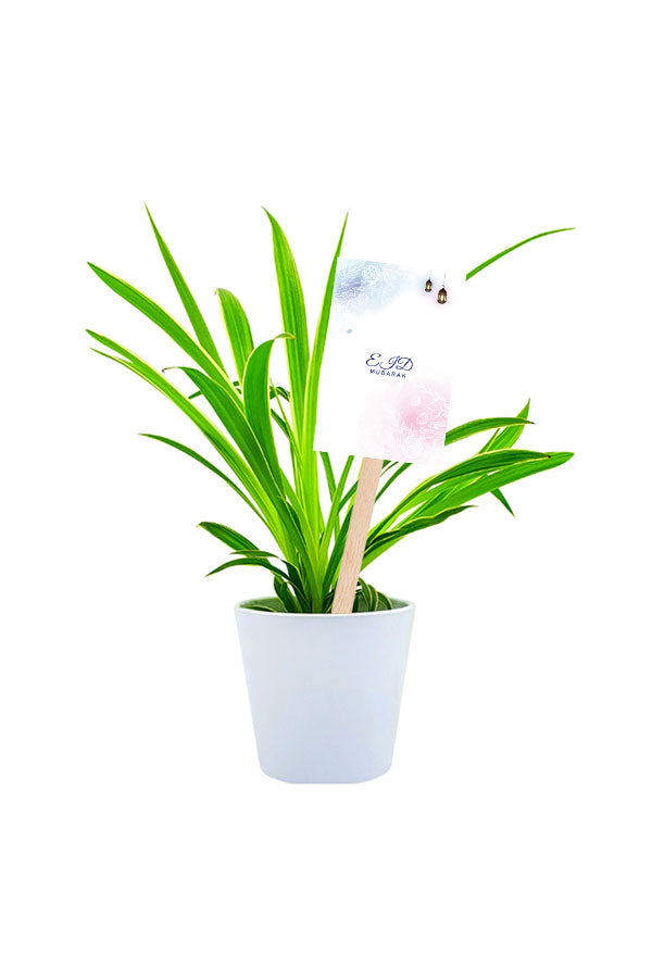 Spider Plant Lemon- Indoor Plant