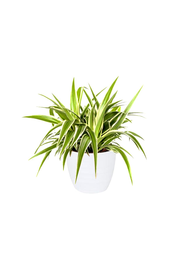 Spider Plant (Chlorophytum) in White Ceramic Pot – Air-Purifying and Low-Maintenance Plant for Your Home or Office