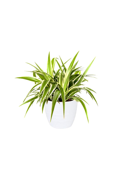 Spider Plant (Chlorophytum) in White Ceramic Pot – Air-Purifying and Low-Maintenance Plant for Your Home or Office