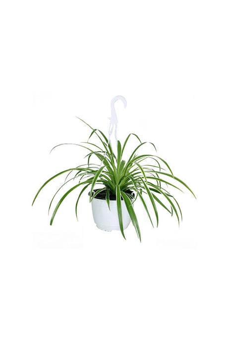 Spider Plant Hanging – Air-purifying indoor plant with cascading green and white leaves