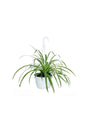 Spider Plant Hanging – Air-purifying indoor plant with cascading green and white leaves